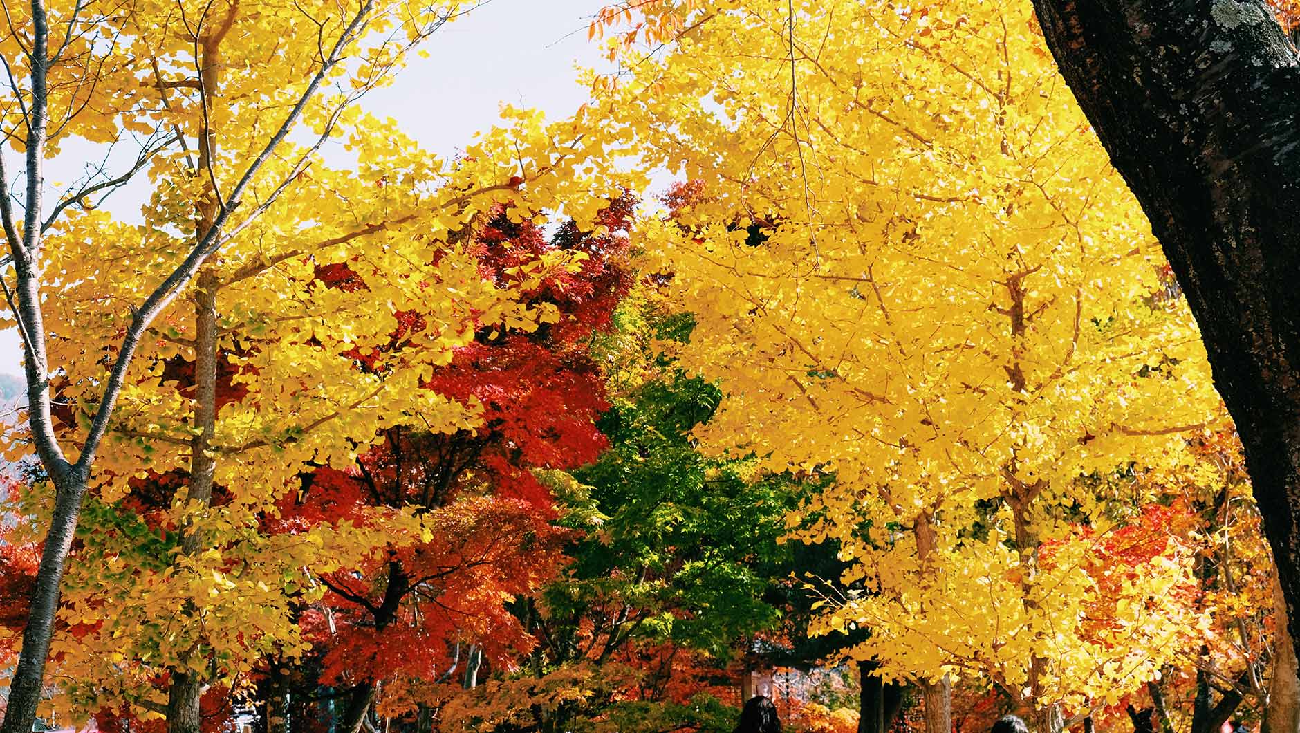 kawaguchiko autumn leaves