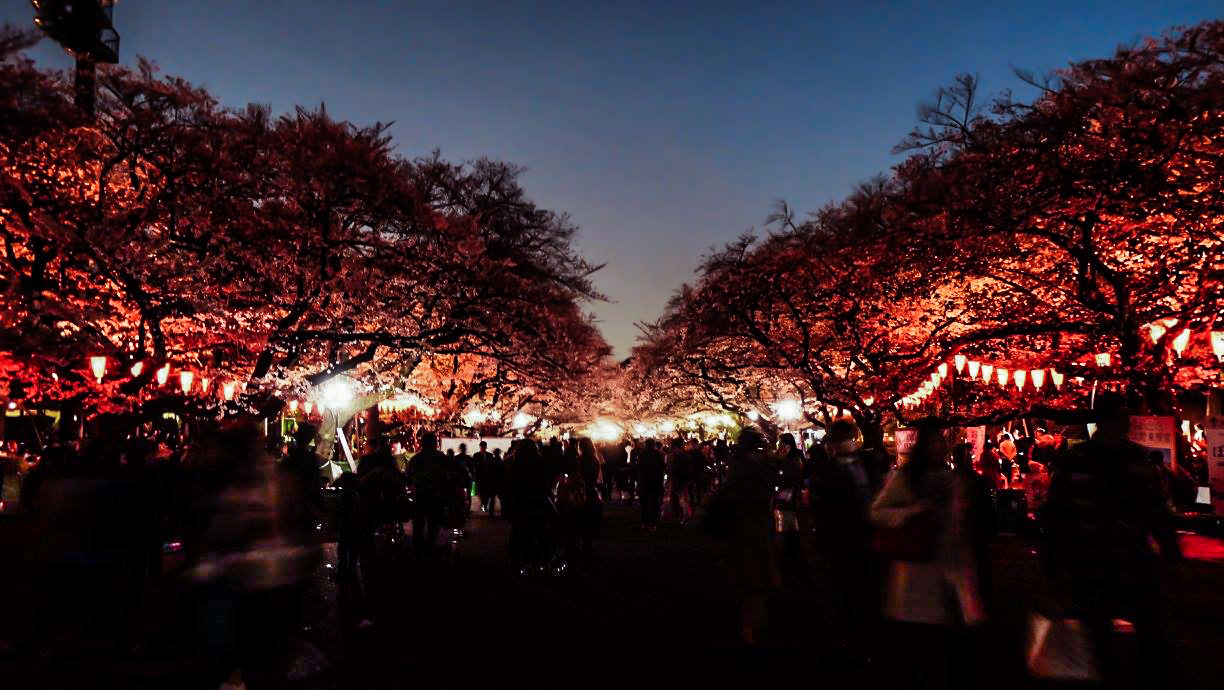 Ueno Park Cherry Blossom Night