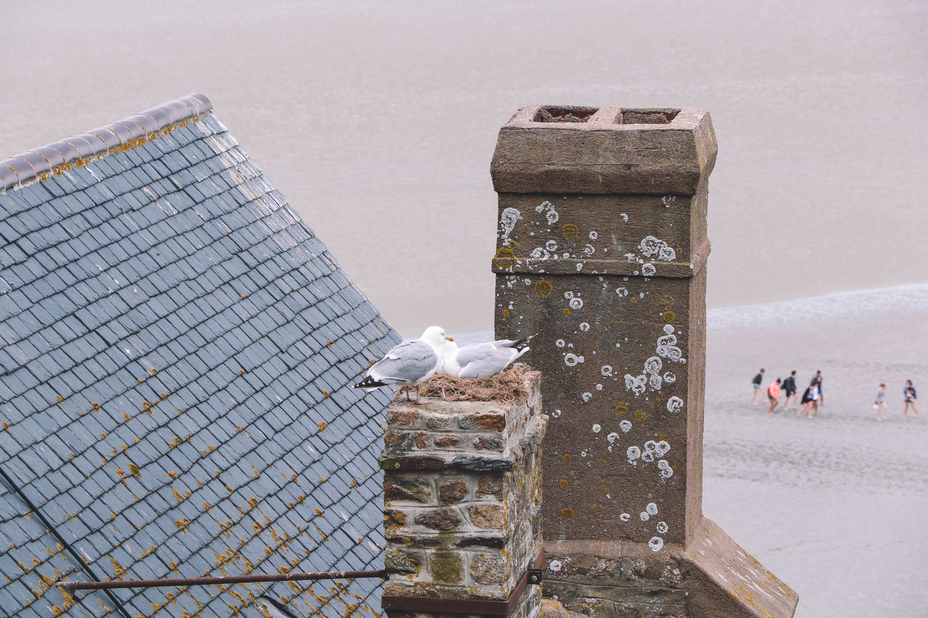 Seagulls nesting at Mont Saint Michel