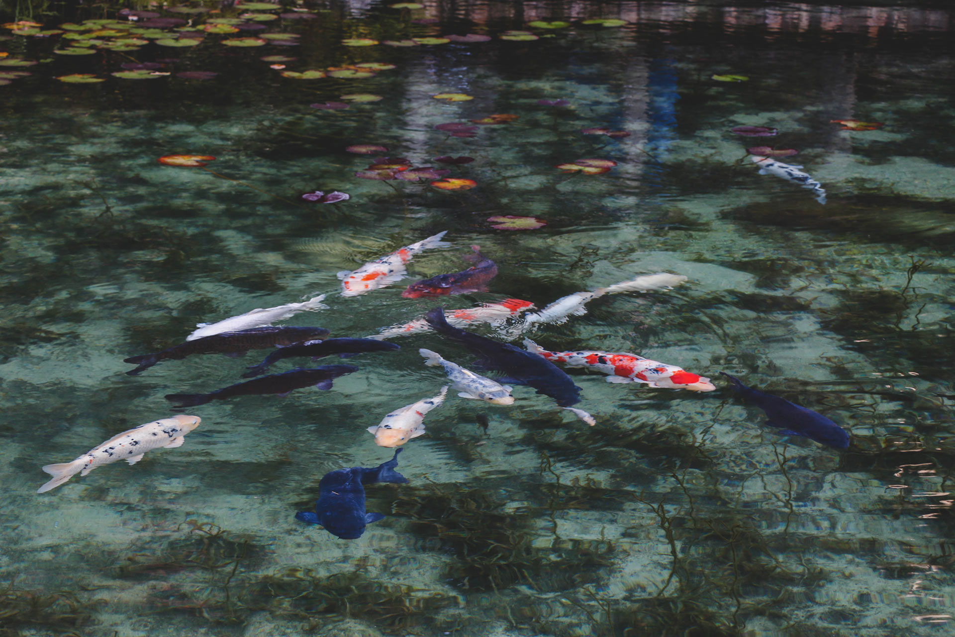 Monet's Pond, Japan