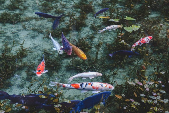 Finding Japan's Magical Monet's Pond