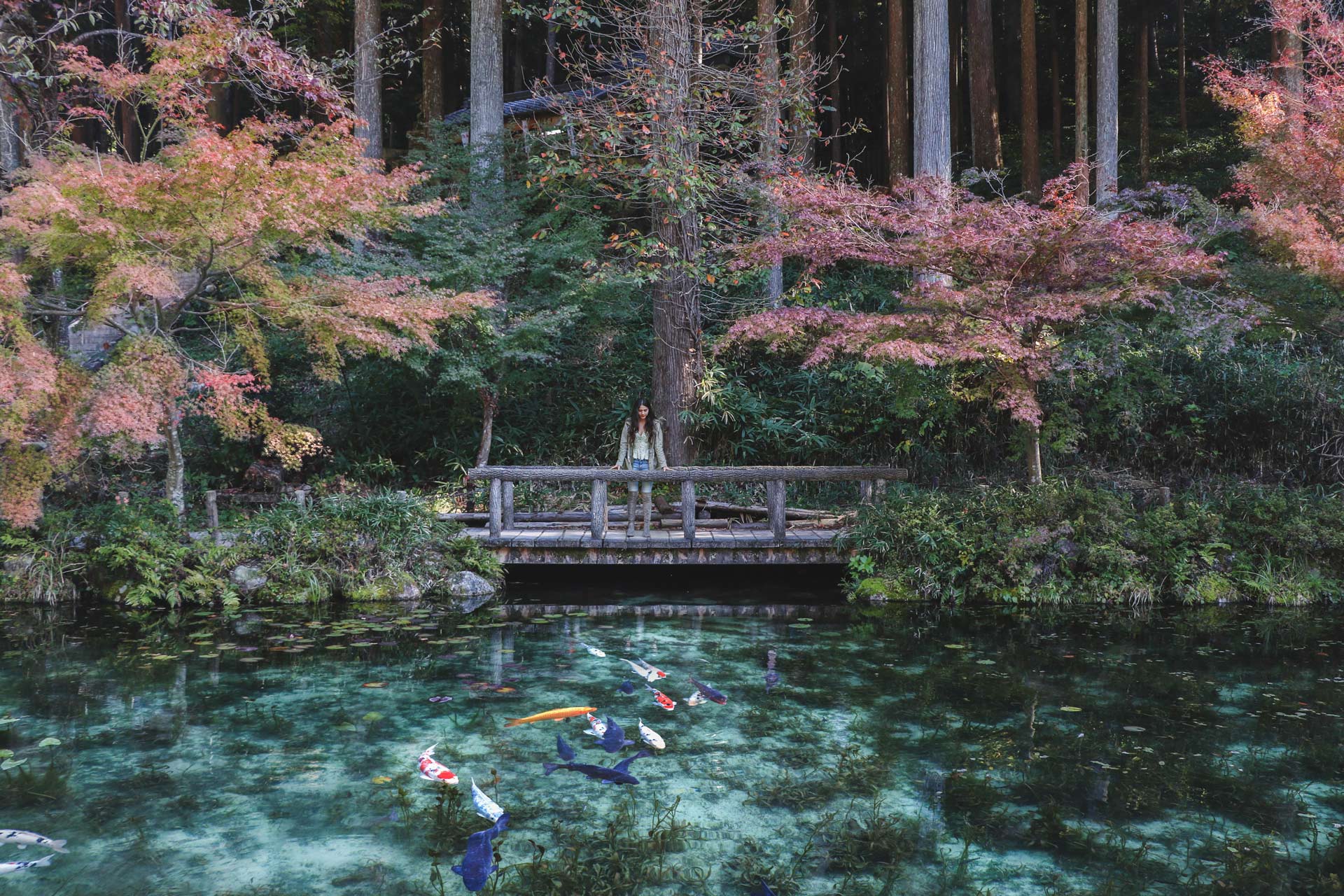 Monet's Pond, Japan