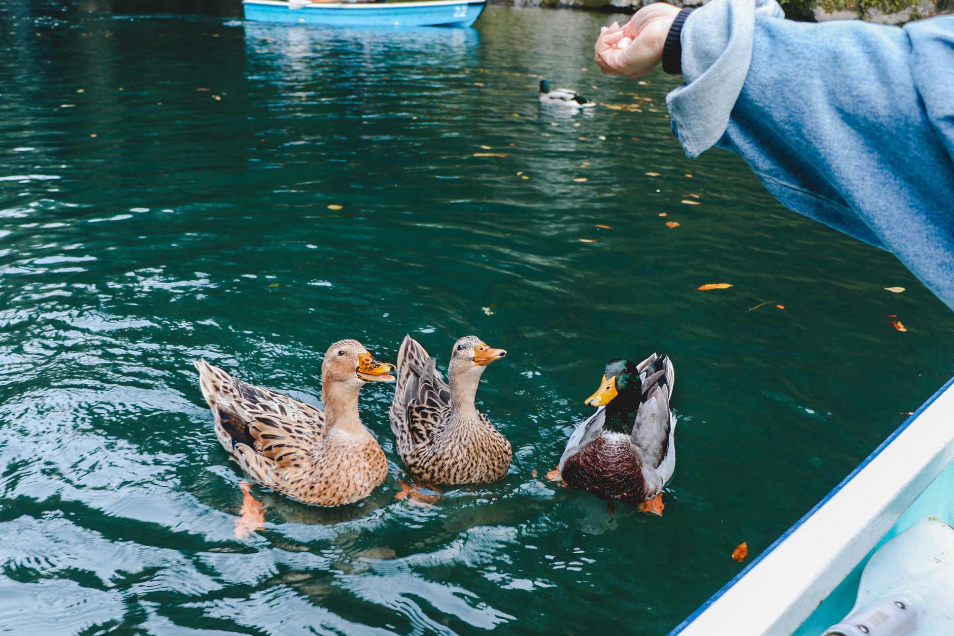 Feeding ducks at Takachiho Gorge